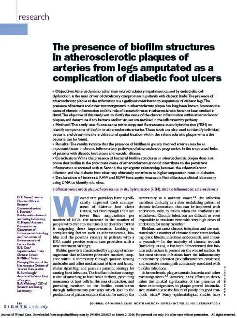 The presence of biofilm structures in atherosclerotic plaques of arteries from legs amputated as a complication of diabetic foot ulcers.